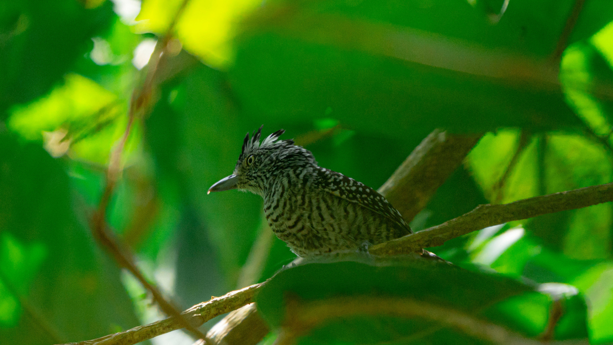 Bird on branch